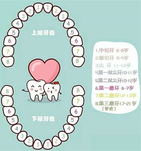 牙齒小顆的人